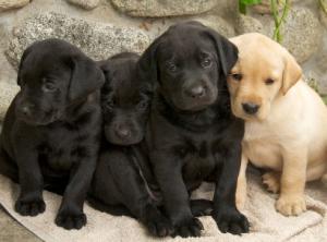 LabradorPuppies